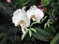 IMG_1067.jpg, 31kB